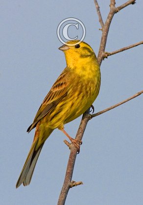 Yellow Hammer DM0830